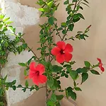 Amphora 4*